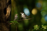 Lejsek belokrky - Ficedula albicollis - Collared Flycatcher 6139